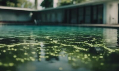 swimming pool algae risks