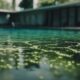 swimming pool algae risks