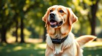 top gps dog collars