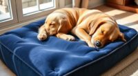 top orthopedic pet mattress picks
