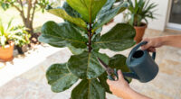 What Your Fiddle Leaf Fig Needs in June – 5 Simple Care Tasks for Shiny Leaves and Healthy Growth