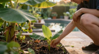 Bananas Sprout In Rayleigh Garden UK After 15 Years