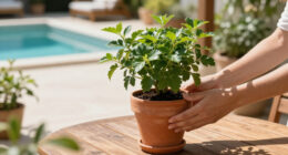 How To Transition Your Jade Plant Outdoors In Summer (Without Sunburn) – Plus 4 Other Essential July Tips