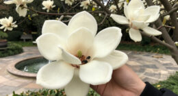 Magnolias Are So Old That They're Pollinated By Beetles, Not Bees