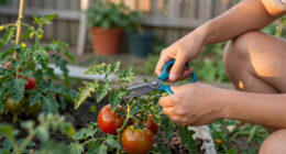 Save Your Sweaty Tomatoes by Snipping These 3 Leaves – Plus the Secret Skirt Trick That Keeps Them Healthy