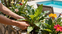 This Tropical Annual Is Always A Must-Have In My Shady Summer Containers For Colorful Blooms & Glossy Foliage