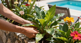 This Tropical Annual Is Always A Must-Have In My Shady Summer Containers For Colorful Blooms & Glossy Foliage