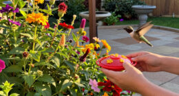 I Love The Idea Of Creating A Stop-And-Fuel Garden For Hummingbirds This August – You Only Need 3 Things