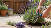 Weekend Win: Prune Lavender Now To Help It Survive Winter Chills