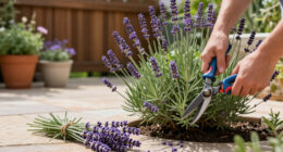 Weekend Win: Prune Lavender Now To Help It Survive Winter Chills