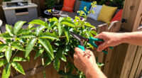 Why I Let My Passionflower Take Over My Fence (And It's Not Just Because It Looks So Good)