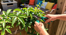 Why I Let My Passionflower Take Over My Fence (And It's Not Just Because It Looks So Good)