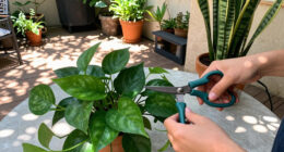 7 Houseplants You Should Bring Inside In September – Before The Cool Nights And Pests Catch Them Out