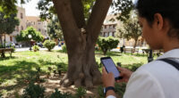 محافظة القاهرة تنفي قطع شجرة الكافور معمرة بحي المعادي - Cairo.gov.eg