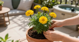 The Cheery Flower I’m Planting Now For Months Of Blooms To Ward Off Winter Blues