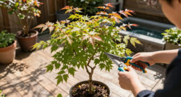 This Compact Japanese Maple Tree Just Went On Sale And It's A Year-Round Beauty In Every Backyard