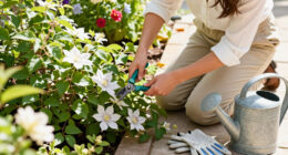 What Your Clematis Needs In September – 5 Easy Tasks To Boost Your Blooms And Protect Next Year’s Display