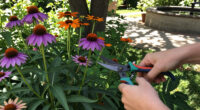 When To Cut Back Coneflowers—and When To Leave Them Alone