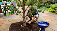 6 Compact Trees That Will Attract Birds To Your Garden