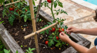 Save Money In The Garden: 6 Ingenious Plant Supports You Can Make Without Buying Anything New