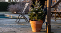 Should You Leave Potted Plants Outdoors In The Winter?