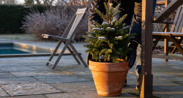 Should You Leave Potted Plants Outdoors In The Winter?