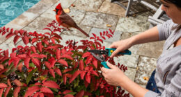 This Underrated Native Shrub Rivals Burning Bush For Fall Color – And Cardinals Love Its Berries!