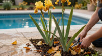 What To Do With Irises In October – 6 Tips To Get Them Winter-Ready And Ensure Gorgeous Spring Flowers