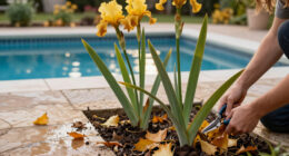 What To Do With Irises In October – 6 Tips To Get Them Winter-Ready And Ensure Gorgeous Spring Flowers