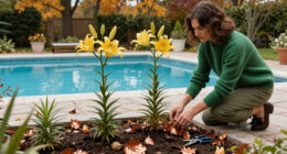 What To Do With Your Lilies In October – 5 Easy Ways To Unlock Stronger Plants And Bigger Blooms Next Year